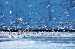 科学网北极动物之六：情系冰雪的北极海鸥。近代气候变暖，北极冰雪消融巨变